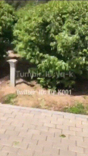 淫妻大神（YQ-K）推特福利小视频合集 大神绝版神作不看后悔一辈子【96V/574M】